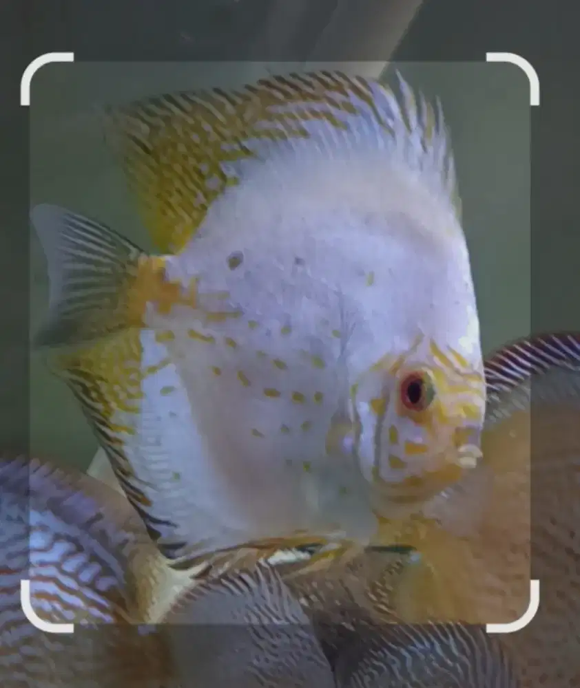 Jual ikan discus white butterfly