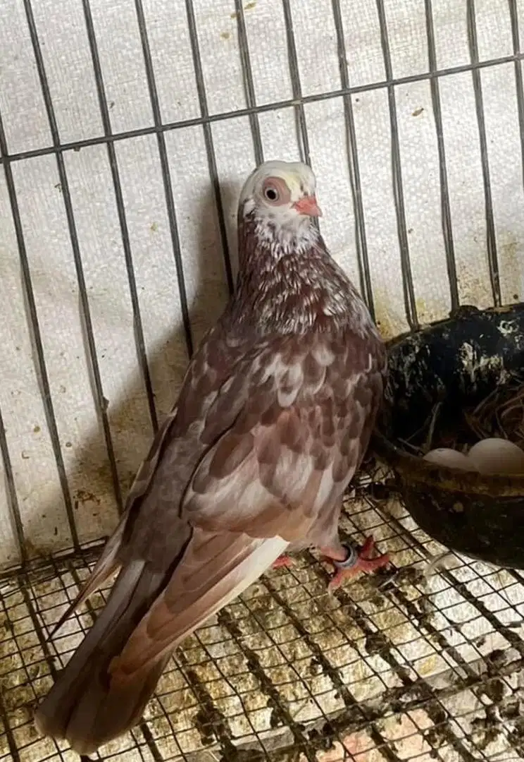 Burung Merpati Wina Betina