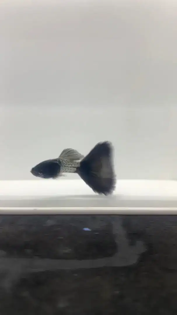 Ikan Hias Aquascape Guppy per pair/pasang