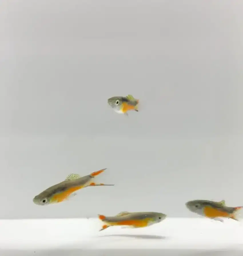Ikan Hias Aquascape Endler per pair/pasang