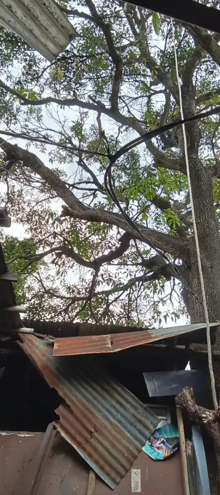 Pangkas pohon & tebang pohon