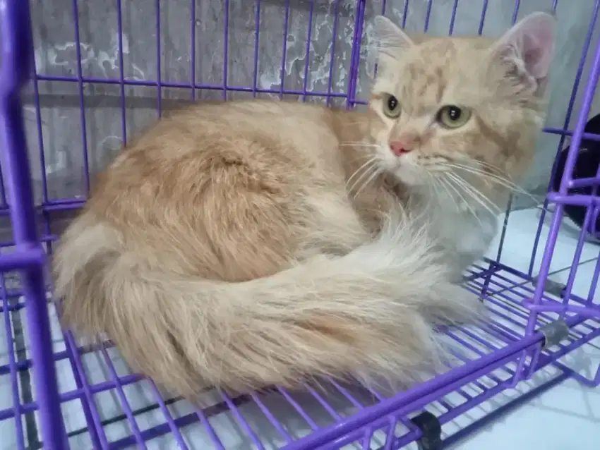 Kucing Munchkin Betina 3 tahun