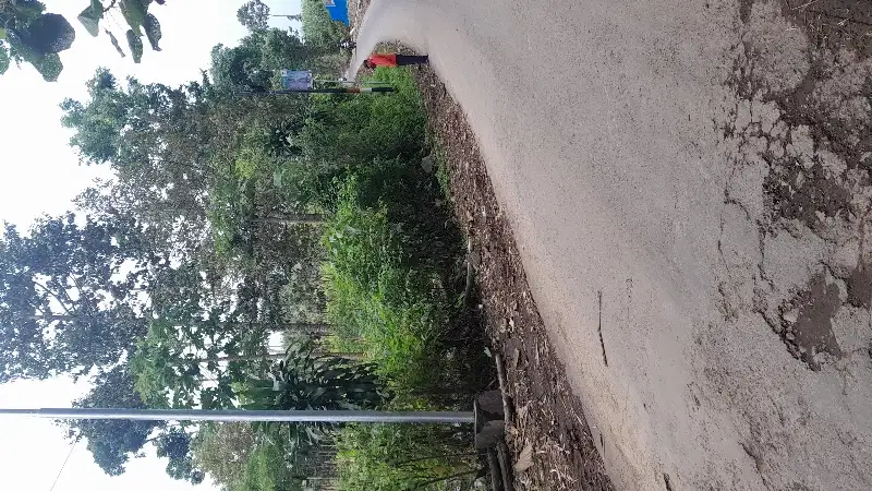kebun duren pinggir jalan aspal
