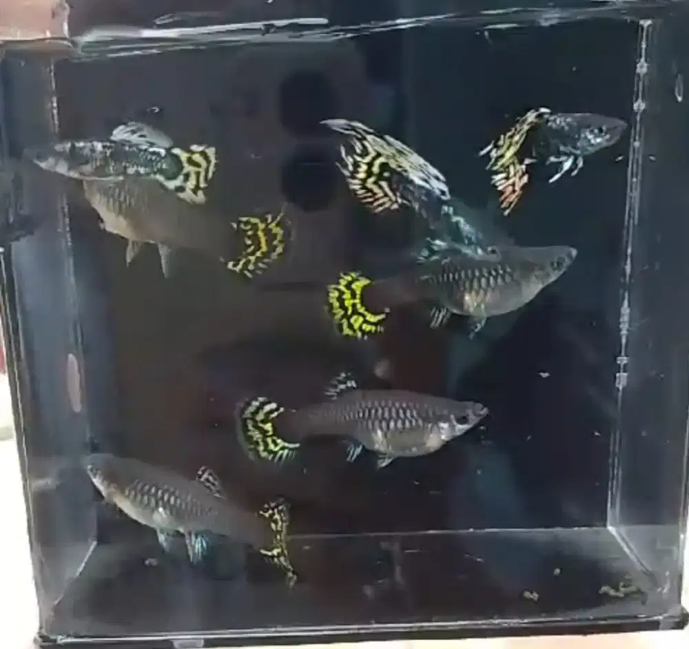 Guppy yellow tiger gapi ikan hias sepasang