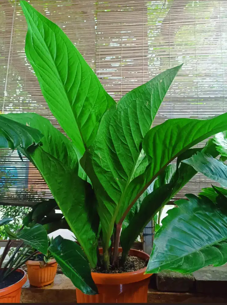 Tanaman Anthurium Jemani King Jumbo