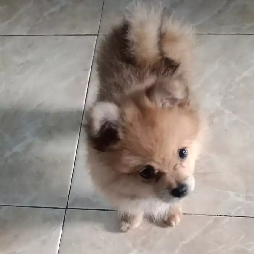Anjing mini pom