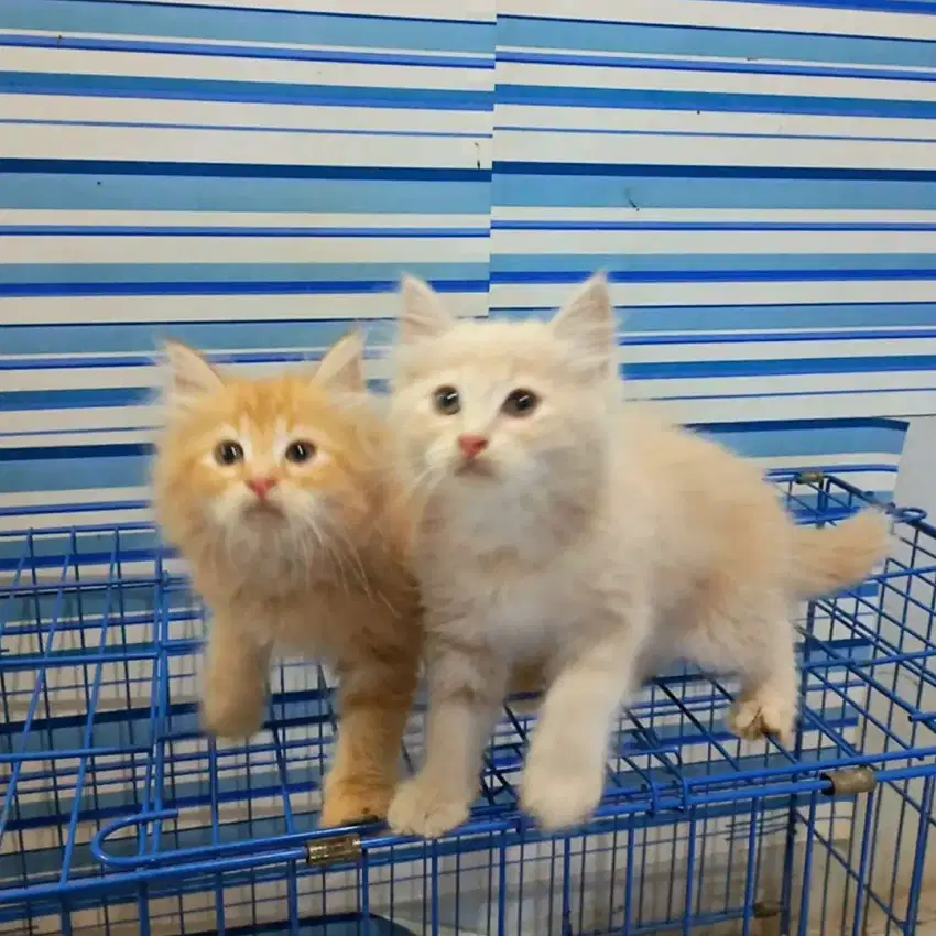 Open Adopt Kitten usia 2 bln 25 hr