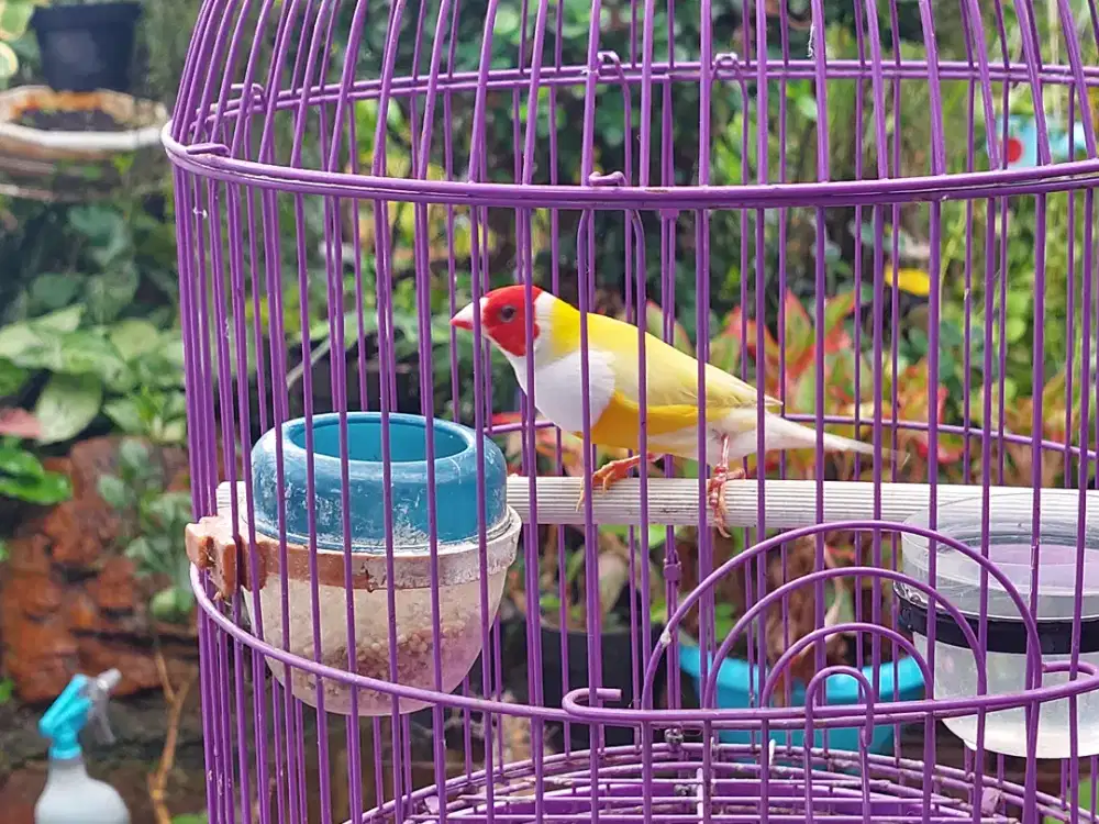 Burung gould amadin jantan kuning dewasa (emprit australia)
