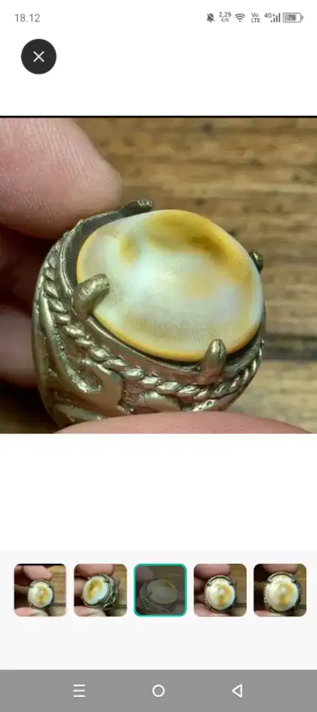 Batu fosil keong kol Buntet asli alami