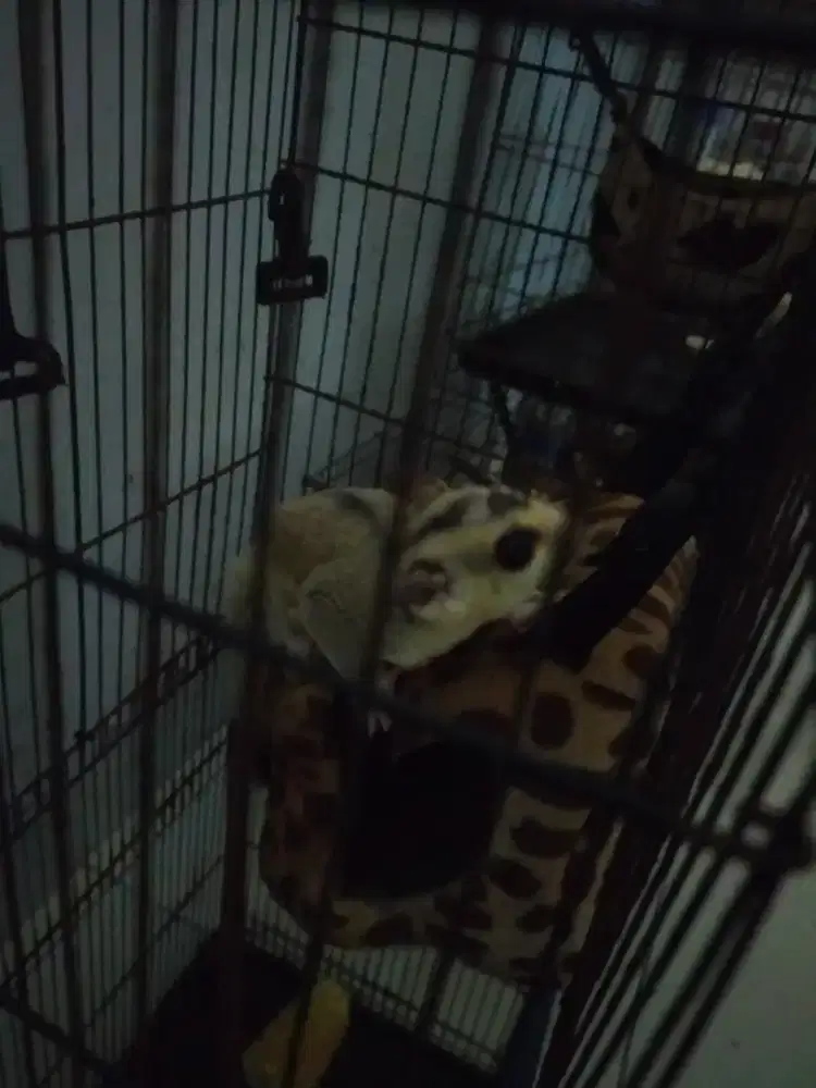 Sugar Glider Lue dan WF