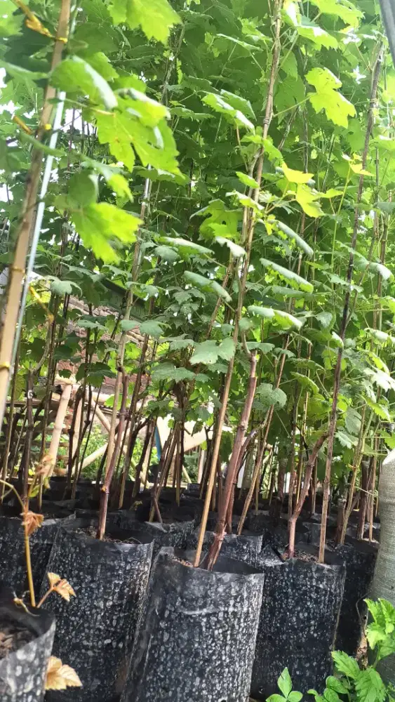 Bibit anggur import berbagai varian