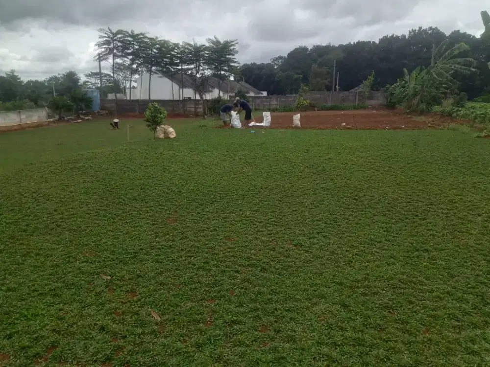 Jual rumput gajah mini murah