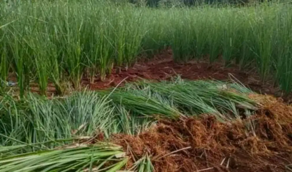 Rumput vertiver /akar wangi