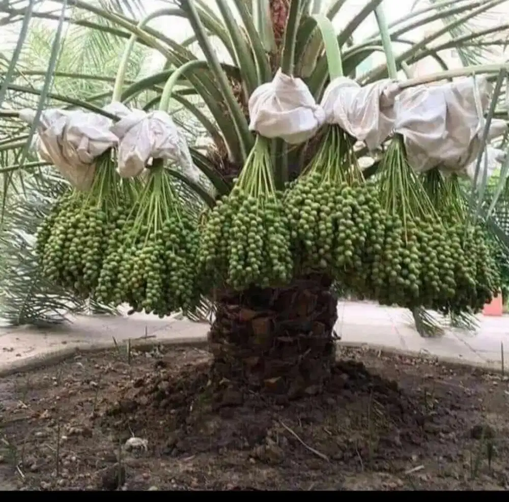 Puhun korma azwa pohon korma dll #23