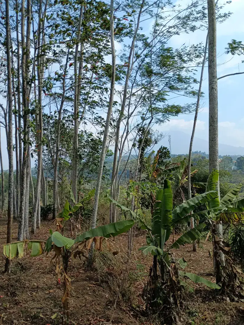 jual murah tanah kebon garut kota