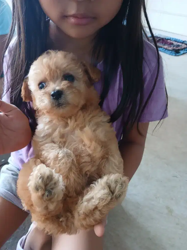 ANJING POODLE JANTAN BETINA MURAH
