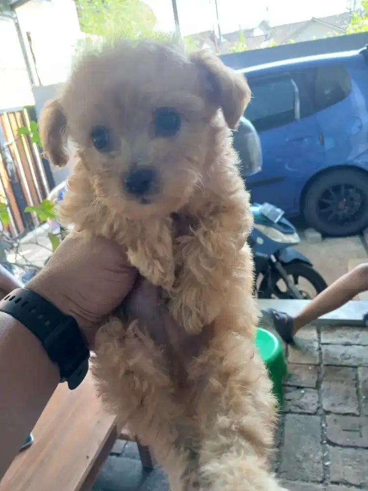 POODLE ANJING JANTAN BETINA