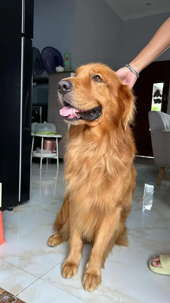 pejantan golden retriever