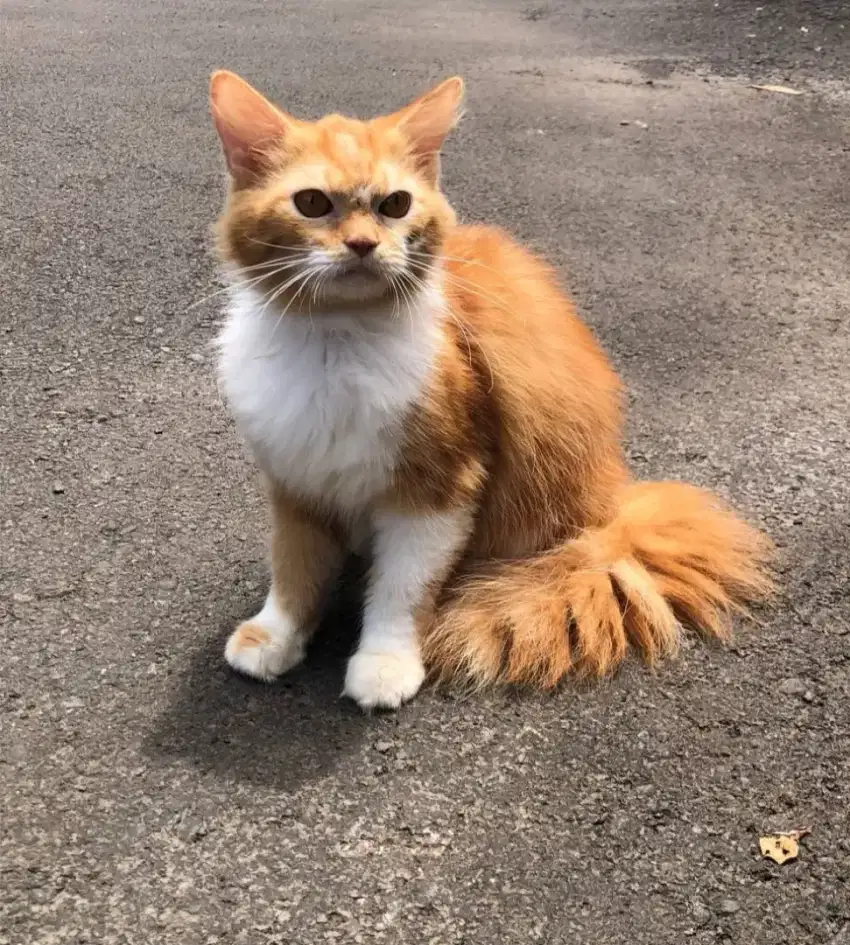 Kucing Persia Jantan