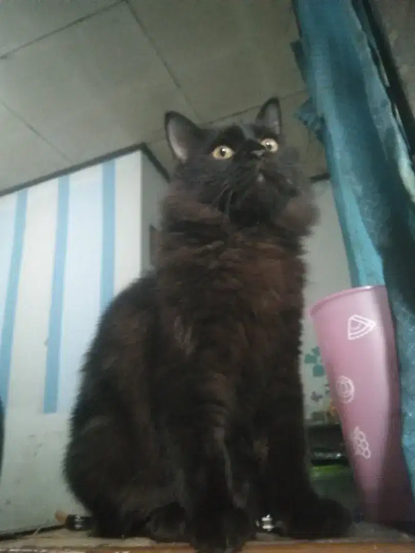 Kucing Angora 6bln jantan