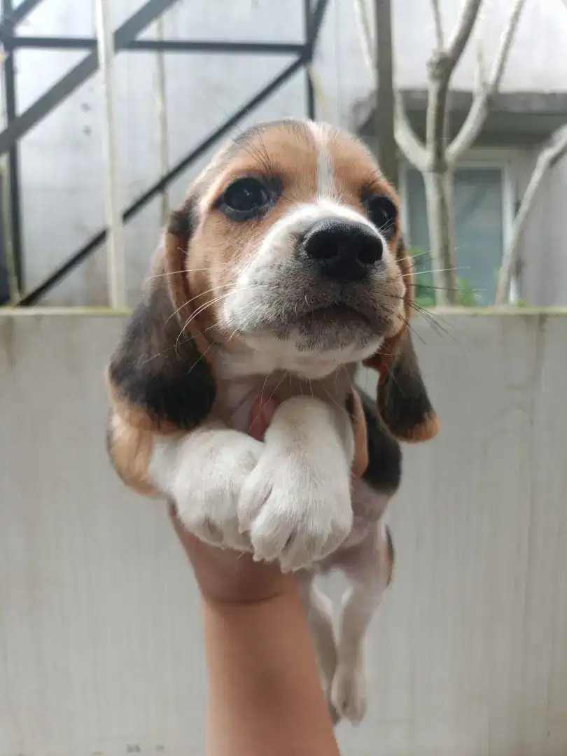 Beagle Pupy Lucu Lucu