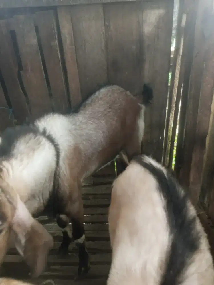 Domba kambing sapi qurban