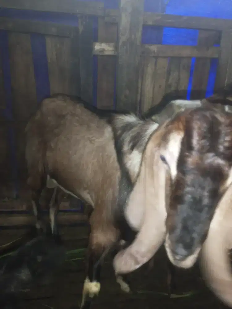 Kambing domba sapi qurban