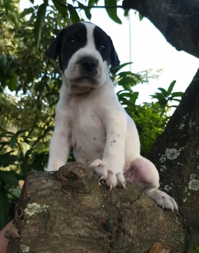 Anakan anjing langkah jarang ada dalmatian mixbreed labrador istimewa