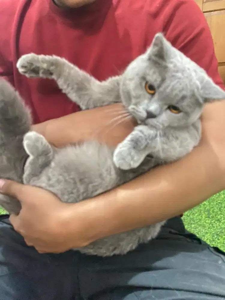 kucing British Shorthair (BSH)
