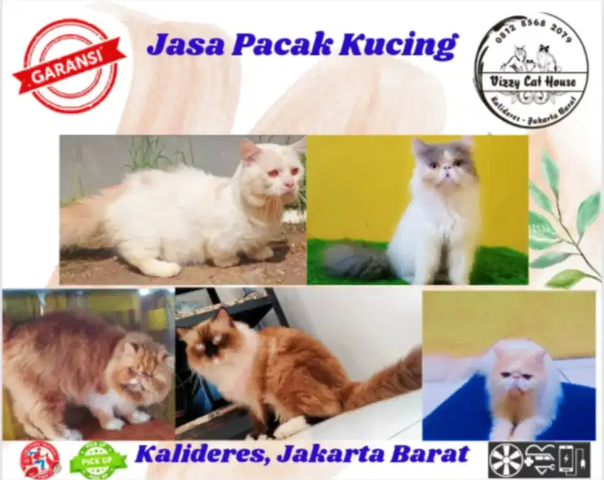Pacak kucing ragdol, peaknose, munchkin
