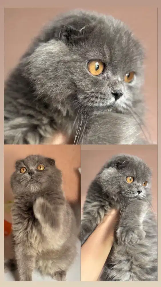 scottish fold blue kucing british jdhin bsh munchkin fortune kitten
