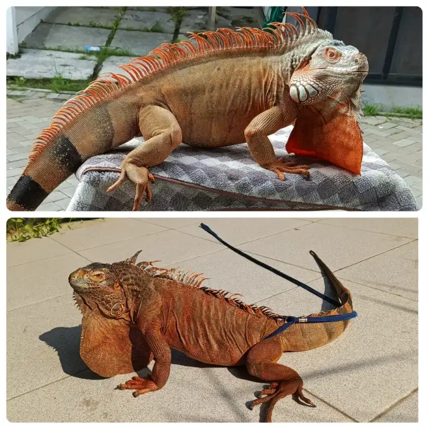 Iguana Red jumbo