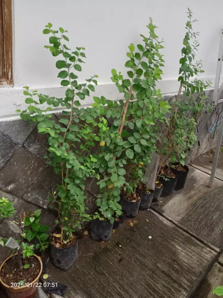 Tanaman Bidara Arab Asli Tinggi 1,2m, Rimbun, Subur