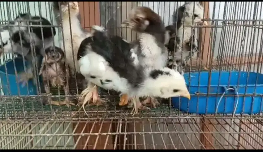 Anakan ayam hias brahma dan mutiara