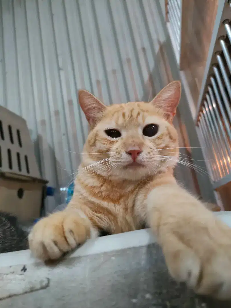 kucing mainecoon mix munchkin