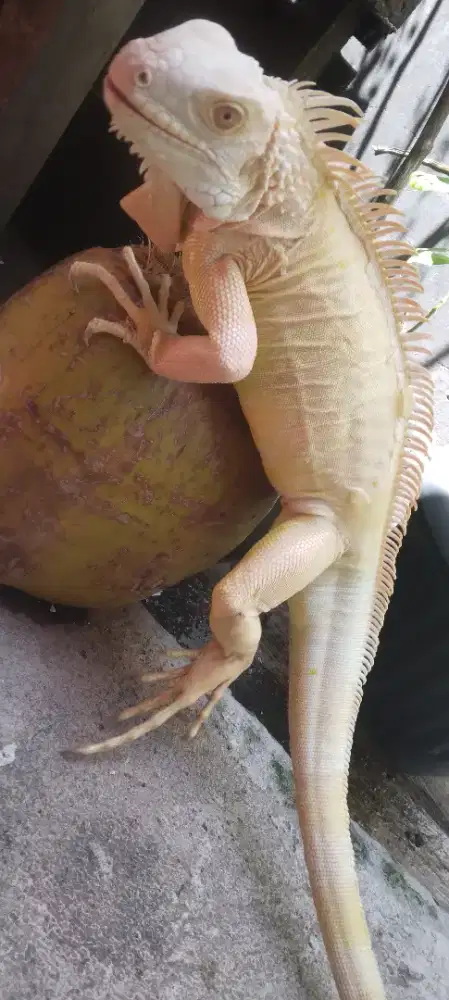 Iguana albino columbia josh