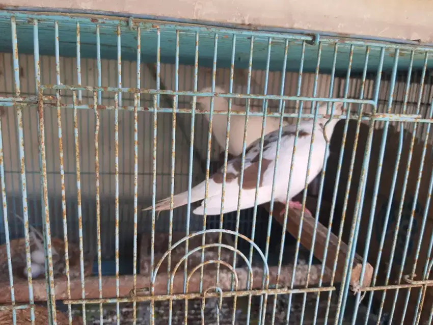Jual burung puter blorok ber jambul