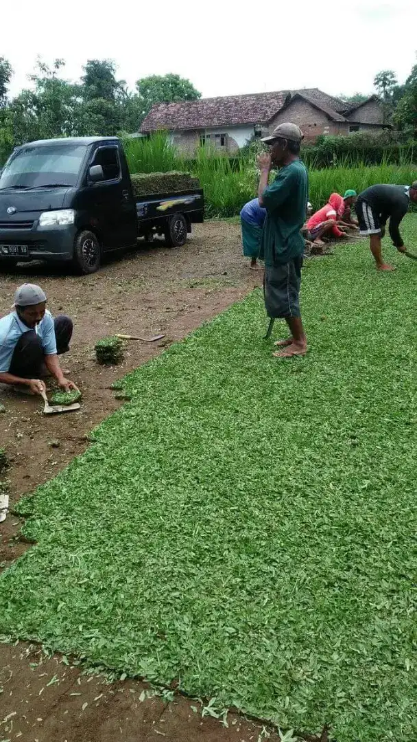 Rumput hias makassar