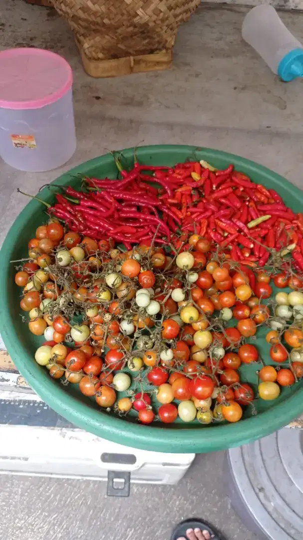 Lowongan crew sambal rampai
