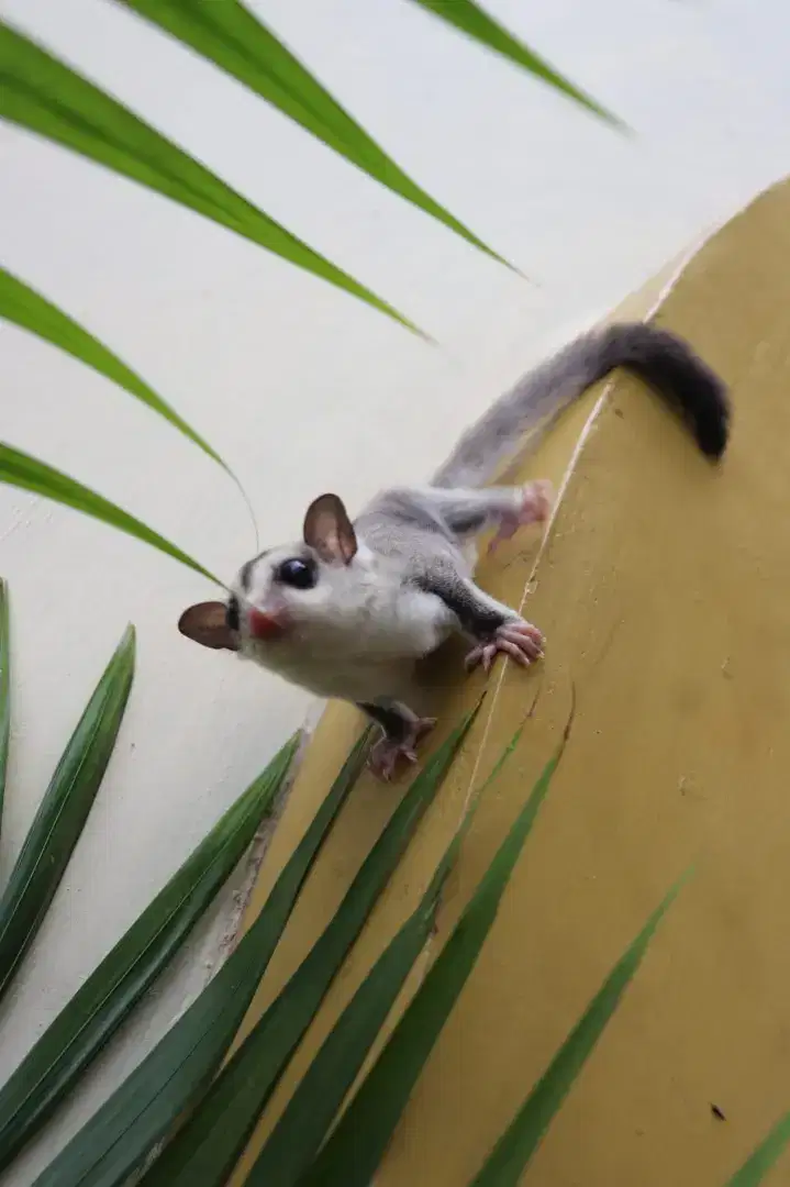 Sugar glider wf