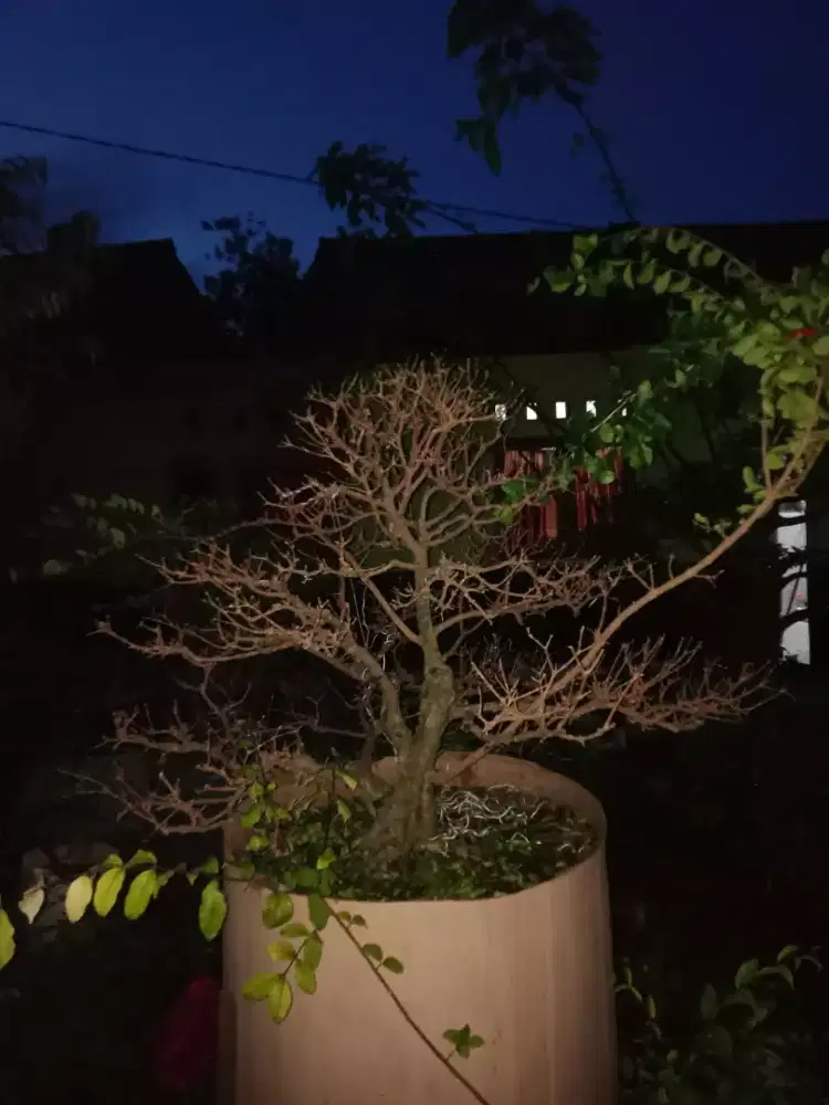 Bonsai sianci ( Chery Barbados ) prospek