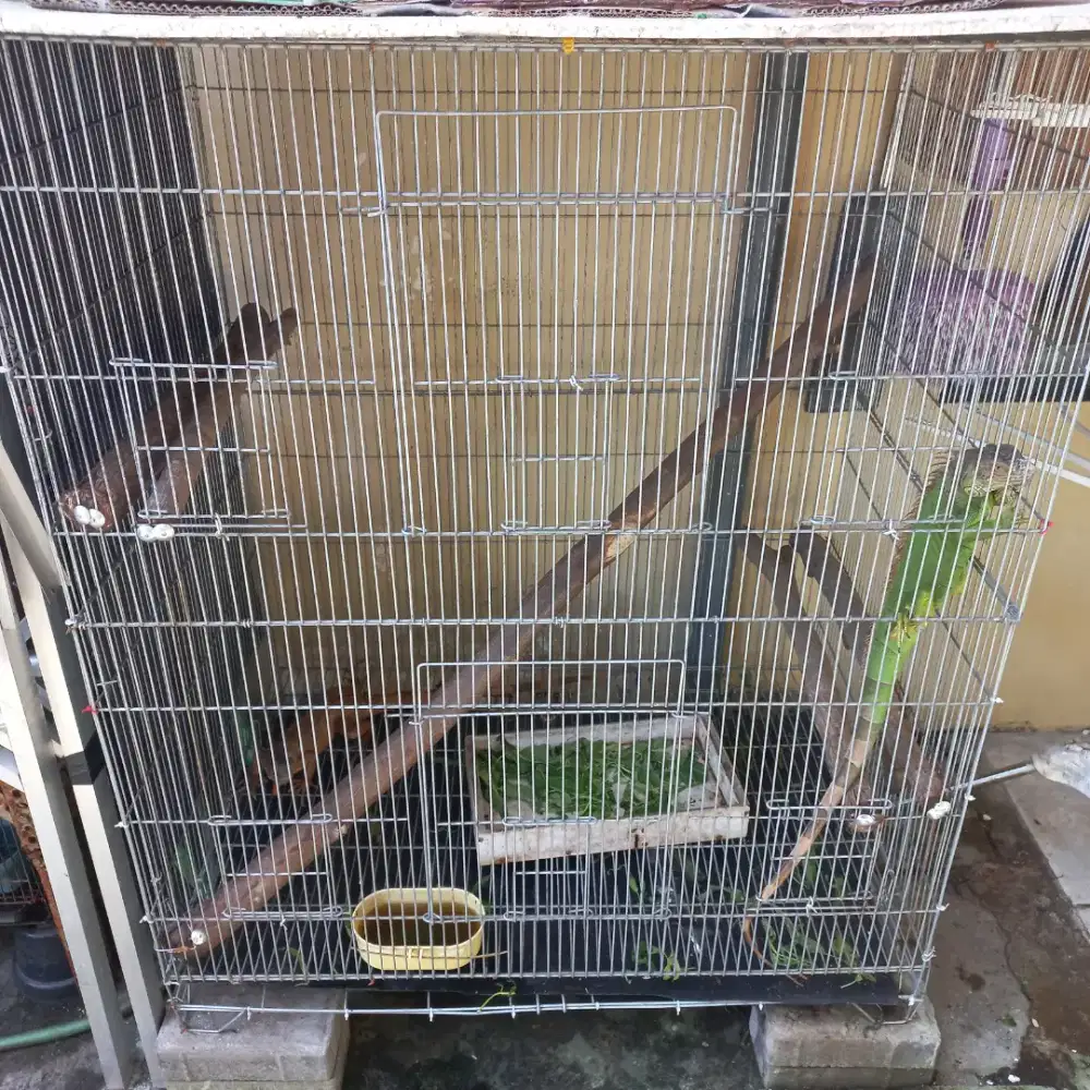 Iguana full set dan kandang