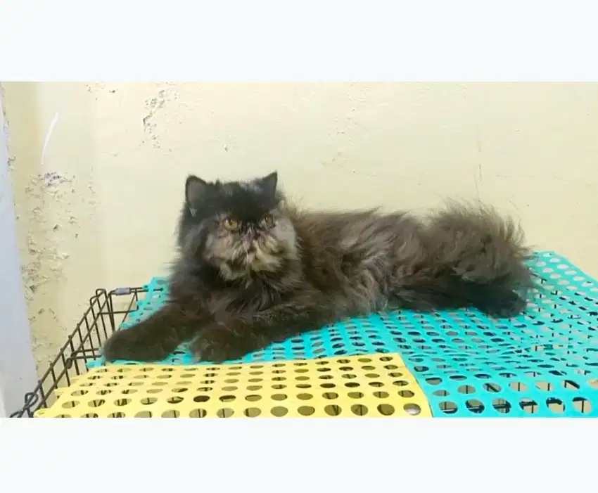 Kucing persia peaknose