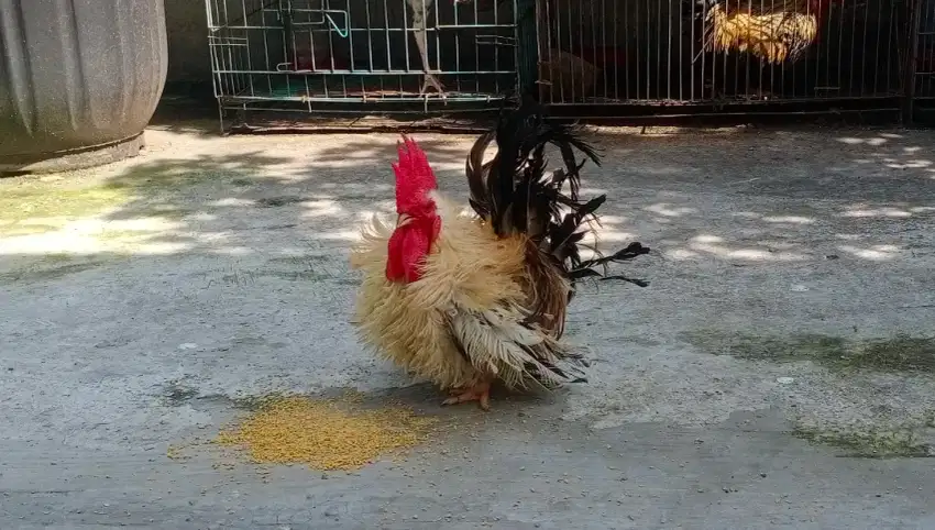 Ayam Kate Walik