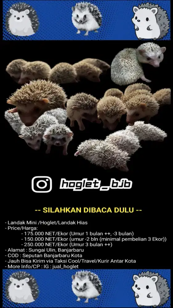 Landak mini/hoglet