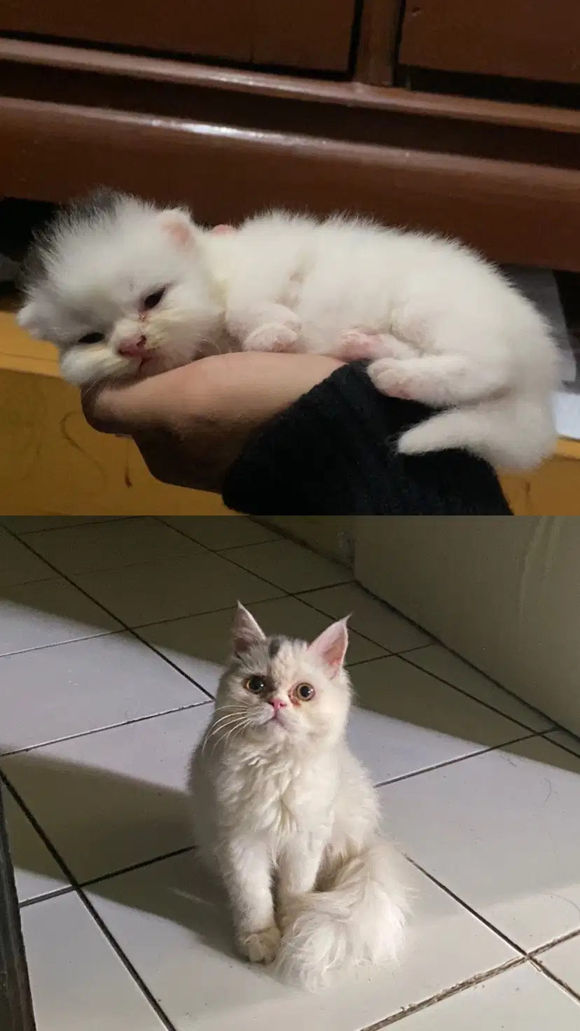 FLATNOSE LUCU USIA 3 BULAN