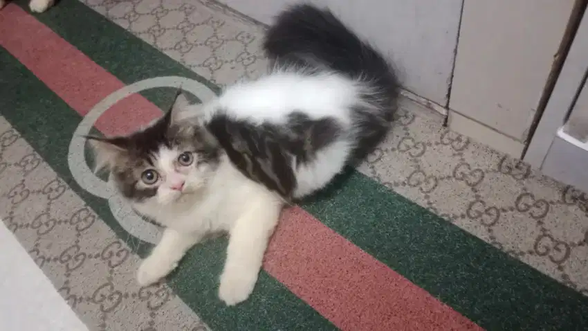 Kucing Persia Kitten Lucu