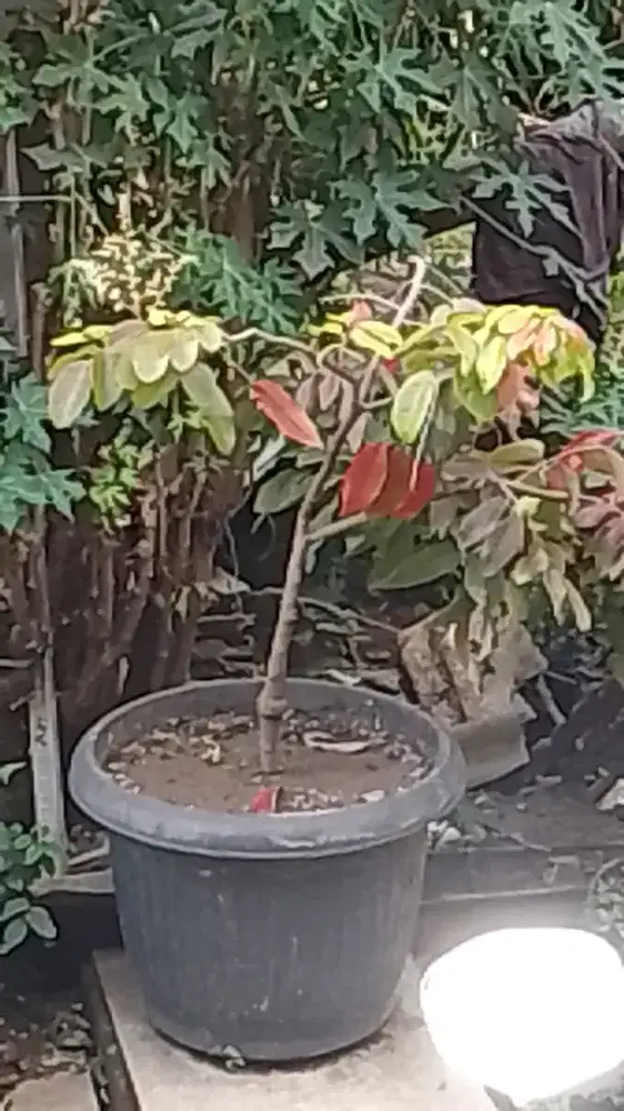 Tanaman pohon lengkeng merah berbunga