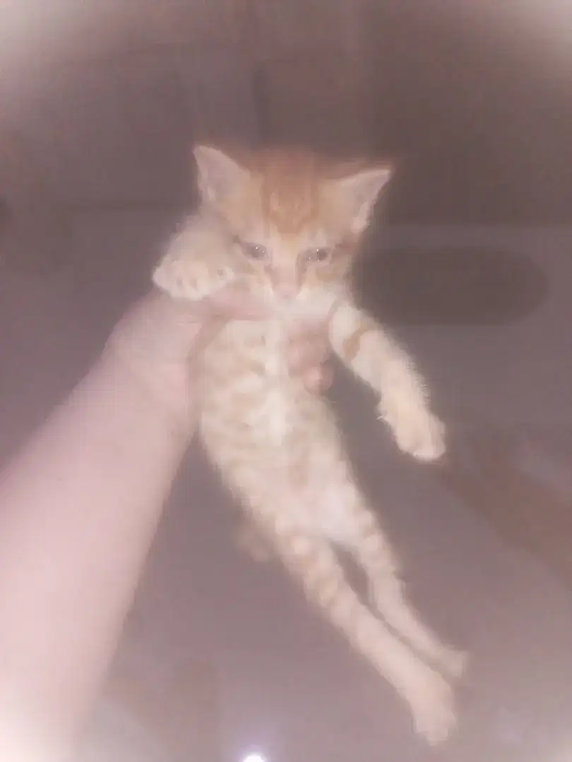 Di lepas adopsi