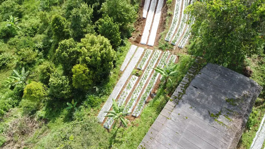 di jual tanah kebun view gunung di Sukaresmi megamendung